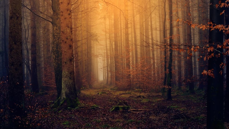 Magical Forest