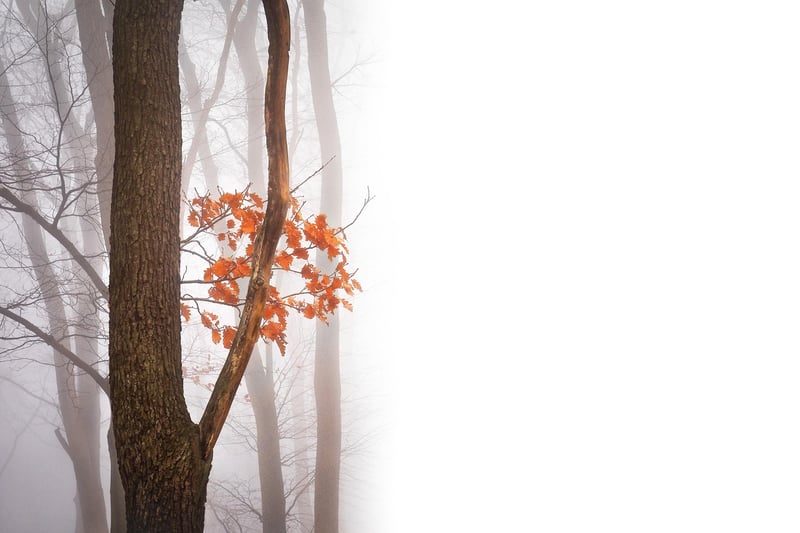 Magical Forest